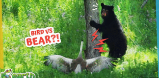 Is This Bear Afraid of a… Bird?!