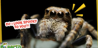 These Spooky Animals Aren’t Scary…They Promise!