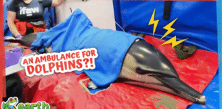 Heroes rescue dolphin just in time to save his life