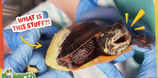 Why Are They Covering That Turtle in Goop?!