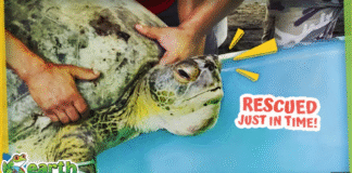 26 Sea Turtles Saved From Poachers!