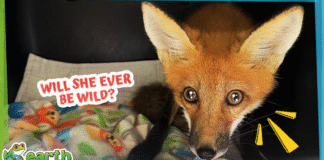 Watch This Baby Fox Grow Big and Turn Red!
