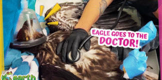 Can Rescuers Save This Eagle?