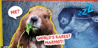 Fewer Than 30 Wild Marmots Left Until Heroes Arrived