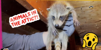 Why Are Wild Animals Living Inside People’s Houses?!