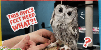 Rescued Screech Owl Gets a Special Foot Treatment