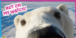 Polar Bear Cubs Are in Trouble but Mom Comes to the Rescue