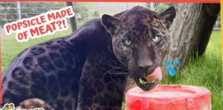 Rescued Jaguar Eats Popsicles Made of Meat?!