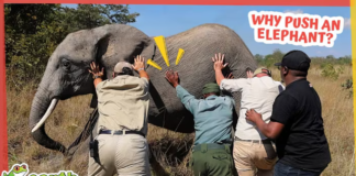 They Need to Push That Elephant Over…But Why?