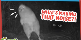 Some Strange Animal Is Screaming In The Dark!