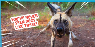 What Kind of Dog Is This?!