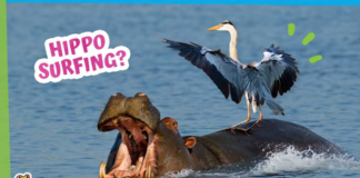 Is This Bird Surfing on a Hippo?