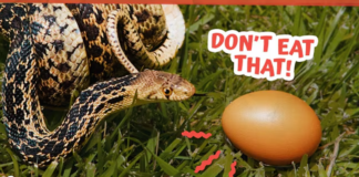 Snake Ate Something Really Bad and Needs a Special Operation!