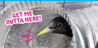 Help! A Wild Bird Is Trapped In A Dryer Vent!