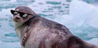 Sea Lion or Seal LYIN’?