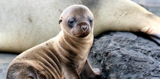 Say Hello to these Super Sea Lions!