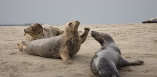 You Asked, She Answered! Veronica Johnson from The Marine Mammal Center Answers Your Biggest Questions About Harbor Seals!