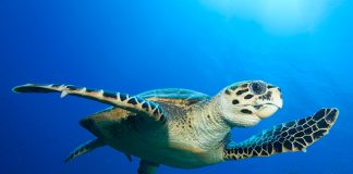 Sea turtle