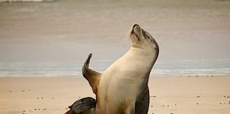 Top 8 Tips for Safe Wildlife Viewing