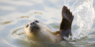 Caption This: What is this seal thinking?