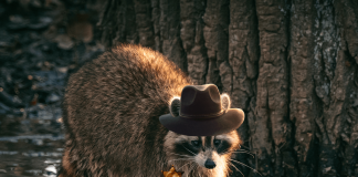 Sheriff Pickles and the Plastics