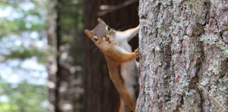 Skipper and the Snag