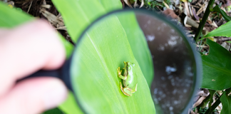 Tricksters in Hiding