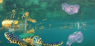 YOU Can Save the Shoreline!