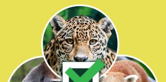 Conservation Council, activate!