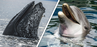 Would you Rather #87