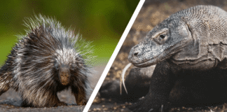 Would you Rather #97