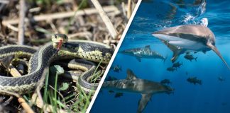 Would You Rather #98