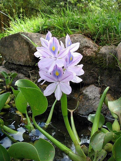 Water hyacinth -Katia from Porto Alegre, Brazil