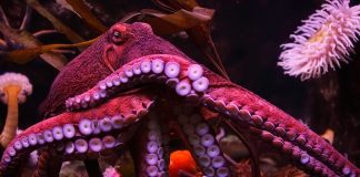 Pawsitively Hilarious Jokes #41