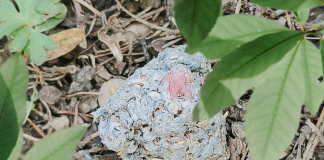 Wildflower Seed Balls