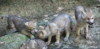 Can you wolf-igure out what’s true or false: Reveal