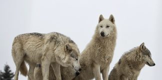 Can you wolf-igure out what’s true or false?