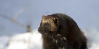 The Wolverine: One Tough Customer!