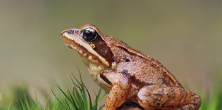 It’s Wood Frog Week!