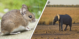 Would you Rather #75