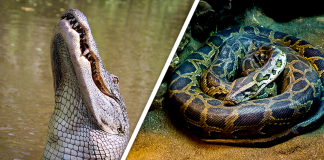 Would you Rather #73