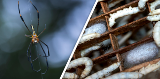 Would you Rather #77