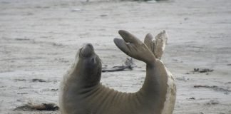 Top Ten Animal New Year’s Resolutions seal stretching