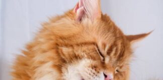 How Do Cats Keep Themselves Clean?