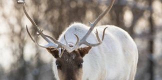 Taking Care of Caribou with Claudia Haas! An Adventure in the Northwest Territories
