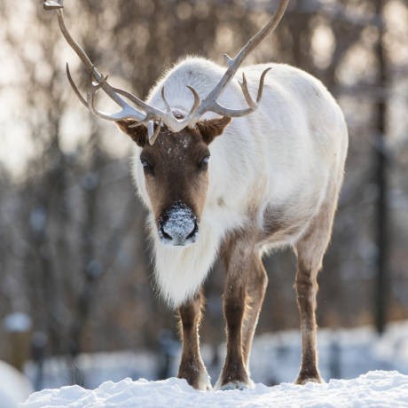 woodland caribou in winter