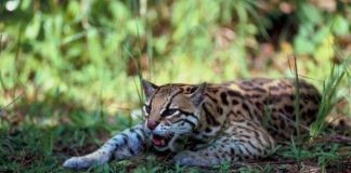 A Wild Cat in Disguise