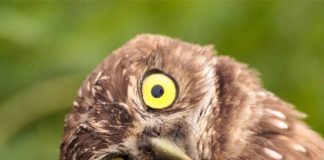 Are you a cat, owl, squirrel, or caribou?