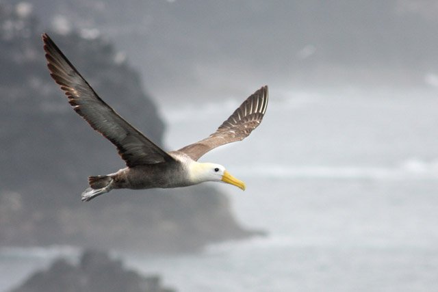 albatross_soaring2