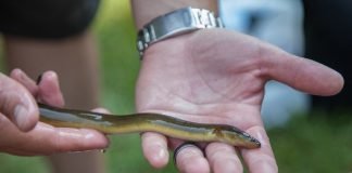 American Eels and Their Ladders American eel